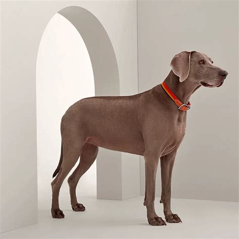 hundebett hermes|hermes knitted dog collars.